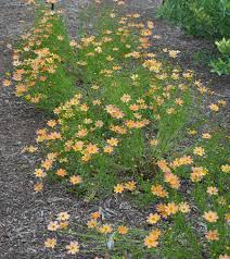 Image result for Cremaspora triflora