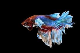 Male betta fish are extremely territorial and will viciously fight upon sight of each other, sometimes to the death. 11 Betta Fish Facts 9 Will Surprise You Zenaquaria