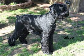 How much do giant schnauzer puppies cost? Red River Giant Schnauzers Posts Facebook