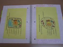 Check spelling or type a new query. Pin By Kaitlyn Hall On Science Activities Stem Ideas Homeschool Science Science Cells Teaching Biology