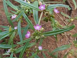 Image result for Gisekia africana