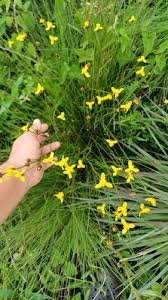 Image result for Xyris schliebenii