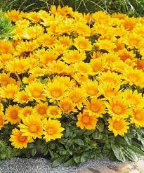 Image result for foto Gazánie