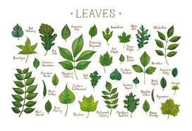 Leaves Of North American Trees Field Guide Art Print Etsy Leaf Identification Tree Leaf Identification Tree Identification
