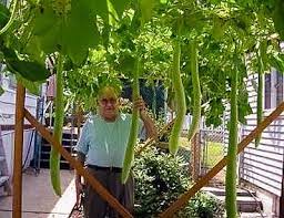 Gourds grows well in hot and humid regions, but can be grown in northern regions if seeds are started indoors. Pin On Pasta Dinner