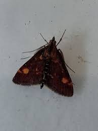 Image result for Pyrausta aurata