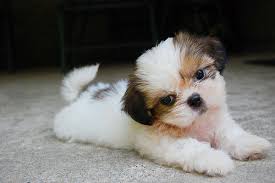 Image result for shih tzu