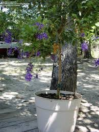 When we first moved there, we used to take walks in the neighborhood just to check out the surrounding. Plantfiles Pictures Duranta Golden Dew Drop Pigeon Berry Sky Flower Sapphire Showers Duranta Erecta By Marleyv