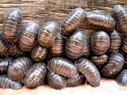 Tobacco water, the color of strong tea, usually works. Protect Your Garden Get Rid Of Woodlice