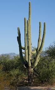The plant will spawn saguaro fruits on its sides after rainfall. Saguaro Cactus Of Metro Phoenix Inaturalist