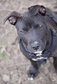 Check spelling or type a new query. American Pitbull Terrier White Pet S Gallery