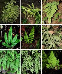 Image result for Adiantum poiretii