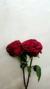 Pin By Noor On Roses Red Roses Beautiful Flowers Flowers