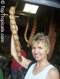 Image result for Entada stuhlmannii