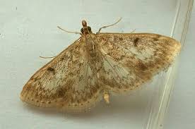 Image result for Anania perlucidalis