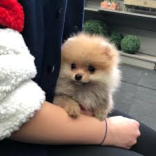 Available P O M Pomeranian For Sale Puppies For Sale Pomeranian Puppy