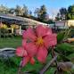 6-Day Group Psilocybin Retreat at Sol Temple event image