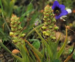 Image result for Corycium