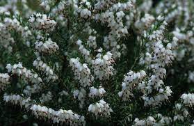 View Plant Great Plant Picks Plants Heather Gardens Northwest Garden