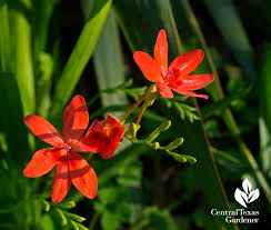 Image result for Freesia laxa