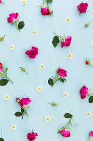 Summer Flower Background By Ruth Black Stocksy United Stock Stockphoto Spring Flowers Backgro Flower Phone Wallpaper Flower Backgrounds Flower Wallpaper