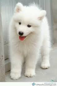 Baby Black And White Pomsky Pin By Grace Hopkins On Animals White Fluffy Puppies American Eskimo Puppy Samoyed Puppy