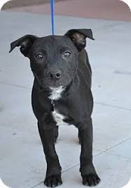 Chandler Az Australian Cattle Dog Labrador Retriever Mix Meet Daryl A Dog For Adoption Http Www Cattle Dogs Mix Australian Cattle Dog Aussie Cattle Dog