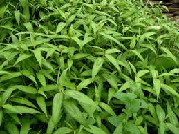 Flowers,vietnamese mint cuttings,benih daun kesum,tanam pokok kesum,ice plant,herbal dt,herba review,daun kesum,daun kesum asam pedas,daun kesum untuk ibu hamil,daun kesum dan daun laksa,daun kesum indonesia,daun kesum dengan ubat,daun kesum tahan lama,vlog,vlog creations. Laksa Leaf Recipes Wiki Fandom