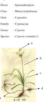 Rumput grinting sebagai simbol sosial. Data03 123doks Com Thumb 9y Nn Nr1y Xksleixmujy