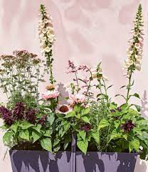 Tips for planting and caring for digitalis purpurea. How To Grow Beautiful Cut Flowers In Containers The Home Page