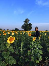 Kebun bunga matahari di lopburi, thailand. 5 Fakta Yang Perlu Anda Tahu Sebelum Berkunjung Ke Wilayah Bunga Matahari Lopburi Thailand Makanlena