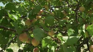The tree is either too weighed down by the fruit, or it feels it doesn't have enough sugar (energy) or water to survive the rest of the year. Apricot Tree Spain 4k Stock Video 574 130 906 Framepool Stock Footage