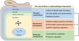 Maybe you would like to learn more about one of these? Frontiers Role Of Silicon On Plant Pathogen Interactions Plant Science
