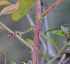 Image result for Ludwigia leptocarpa