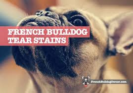 Many times, tear staining is an aesthetic issue. French Bulldog Tear Stains How To Clean Get Rid Easily