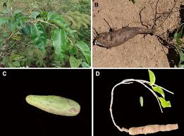 Image result for Marsdenia