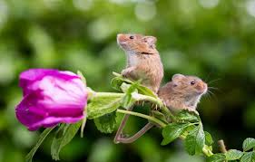 Voles, like mice, are also rodents. Wallpaper Background Rose Pair Mouse Field Mouse Images For Desktop Section Zhivotnye Download