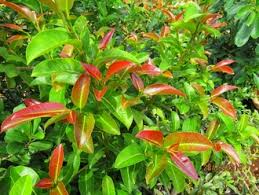 Image result for Ficus virens