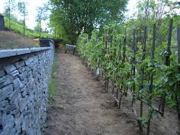 Spalierobst Als Zaun Spalier Gartengestaltung Gartengestaltung Ideen