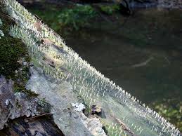 Image result for Multiclavula mucida