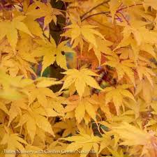 Check spelling or type a new query. Broadleaf Japanese Maple Acer Palmatum Trees Bates Nursery Garden Center Nashville Tn Bates Nursery Garden Center
