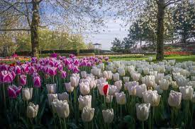 The Most Beautiful Flower Garden In The World Has No Visitors For The First Time In 71 Years And I Got To Capture It 31 Pics Beautiful Flowers Garden Most Beautiful