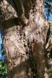 Image result for Afrocarpus falcatus