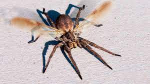 Maybe you would like to learn more about one of these? Spiders With Wings Can Spiders Fly Youtube