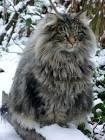 8 Cute Pictures of Norwegian Forest Cats - The Spruce Pets