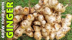 Shop trees, shrubs, bulbs & more. How To Grow Ginger In Beds Containers Different Climates Youtube
