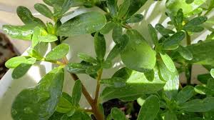 Purslane is actually a weed that has its origins from asia. Purslane Or Ulasiman Portulaca Olearacea An Edible Weed Hubpages