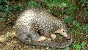 Iguanas lay eggs 81 grains.! Tenggiling