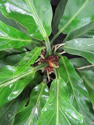 Anthurium Araceae Gelombang Cinta Tropical Plant Stock Photo Picture And Royalty Free Image Image 105945106