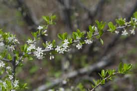 Image result for Ehretia obtusifolia